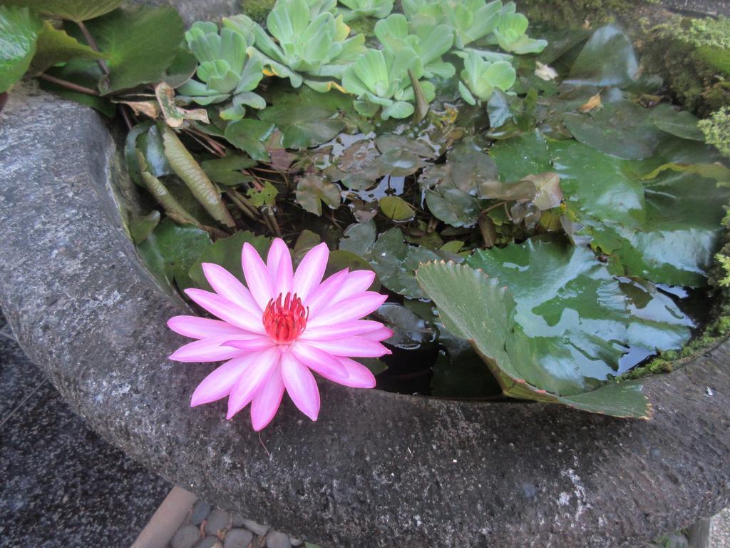 Rika Sanur Homestay Zewnętrze zdjęcie